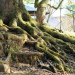 Nara Park - drzewa z duszą...