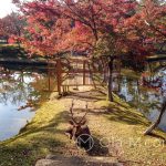 Nara Park - wprawdzie nie jeleń na rykowisku, ale za to daniel na grobli