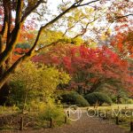 Tokio - Ogród Rikugi-en