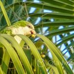 Z naszych obserwacji wynika, że papugi żywią się owocami palm rosnących wokół promenady