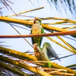 Zielone papugi na plaży Pedregalejo - setki, a może nawet tysiące zielonych pierzastych i hałaśliwych ptaszków