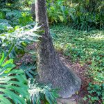 Malaga - ogród botaniczny - drzewo nazywane "nogą słonia"