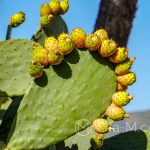 Malaga - ogród botaniczny - owoce kaktusa