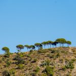 Malaga - ogród botaniczny - takie drzewa na wzgórzach to dla mnie jeden z charakterystycznych widoków Andaluzji