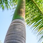 Malaga - ogród botaniczny - ciekawa palma, przez naszą rodzinę nazwana "palmą wazonikową" :-)