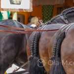 Andaluzja - Fiesta - Feria de Ronda - kunsztownie zaplecione ogony jeszcze tylko podkreślają piękno tych koni