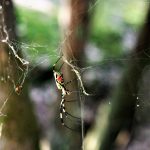 Nara Park - pająk Nephila clavata