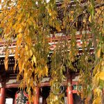 Tokio, Świątynia Senso-ji w pięknych jesiennych kolorach