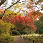 Tokio - Ogród Rikugi-en
