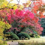 Tokio - Ogród Rikugi-en - feeria barw