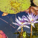 Malaga - ogród botaniczny - lilie w oczku wodnym