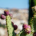 Malaga - ogród botaniczny - owoce kaktusa, wersja bordowa