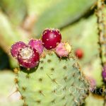 Malaga - ogród botaniczny - owoce kaktusa, wersja bordowa