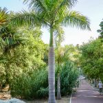 Malaga - ogród botaniczny - sekcja prezentująca różne gatunki palm