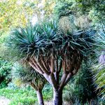 Malaga - ogród botaniczny - także dla dorosłych ciekawe jest uświadomienie sobie, że istnieją jeszcze inne drzewa niż swojskie buki i brzozy...