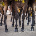 Andaluzja - Fiesta - Feria de Ronda - nawet taki laik jak ja potrafi rozpoznać, że te konie są przepiękne