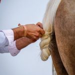 Andaluzja - Fiesta - Feria de Ronda - Andaluzyjczycy są niesamowicie dumni ze swoich koni