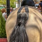 Andaluzja - Fiesta - Feria de Ronda - andaluzyjskie konie są symbolem piękna i elegancji
